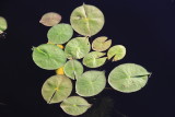 Nymphaea cf. odorata, family Nymphaeaceae