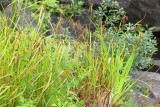 Nodding Sedge (Carex gynandra)