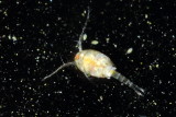 Copepod, Eucyclops sp. (Cyclopidae)