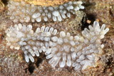 Coral Slime (Ceratiomyxa fruticulosa var. filiforme)