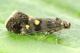 Family Gelechiidae - Twirler Moths