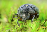 Cytilus alternatus