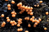 Hemitrichia calyculata