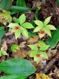 Indian Cucumber-Root (Medeola virginiana)