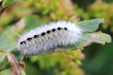 Hickory Tussock Moth, Hodges#8211 Lophocampa caryae
