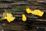 Witches Butter (Tremella mesenterica)