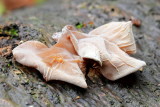 Auricularia americana