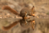 Sciurus Vulgaris / Eekhoorn / Red Squirrel