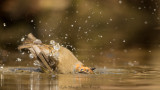 Erithacus rubecula / Roodborst / European Robin