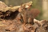 Sciurus Vulgaris / Eekhoorn / Red Squirrel