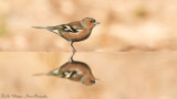 Vink / Common Chaffinch