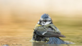 Cyanistes caeruleus / Pimpelmees / Blue Tit