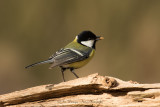 Parus Major / Koolmees / Great Tit