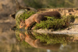 Sciurus Vulgaris / Eekhoorn / Red Squirrel