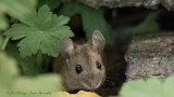 Apodemus sylvaticus / Bosmuis / Wood mouse