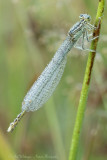 Platycnemis pennipes / Blauwe breedscheenjuffer / White-legged Damselfly