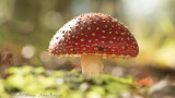 Amanita Muscaria / Vliegenzwam / Fly Agaric