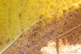Autumn leaf / herfstblad