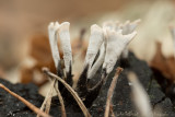 Xylaria hypoxylon  / Geweizwam / Candlestick fungus