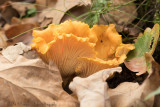 Cantharellus cibarius / Hanenkam  - Cantharel /  Cantherelle 