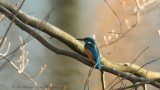 Alcedo atthis / IJsvogel / Kingfisher