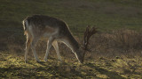 Dama dama / Damhert / Fallow Deer