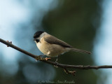 Parus Palustris / Glanskop / Marsh Tit