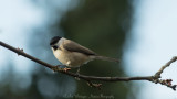 Parus Palustris / Glanskop / Marsh Tit