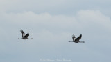 Grus grus / Kraanvogel / Crane