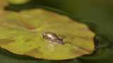 Lymnaea stagnalis / Poelslak / great pond snail