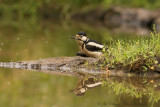 Dendrocopos Major / Grote Bonte Specht / Great Spotted Woodpecker