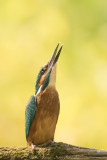 Alcedo atthis / IJsvogel / Kingfisher