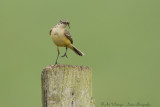 Motacilla flava / Gele kwikstaart / Blue-headed Wagtail