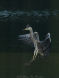 Ardea Cinerea / Blauwe Reiger / Grey Heron