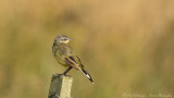 Motacilla flava / Gele kwikstaart / Blue-headed Wagtail