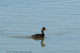 Podiceps nigricollis / Geoorde Fuut / Black-necked Grebe