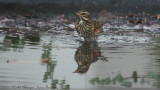 Turdus iliacus / Koperwiek / Redwing