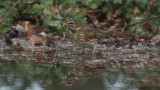 Turdus iliacus / Koperwiek / Redwing