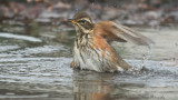 Turdus iliacus / Koperwiek / Redwing