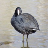 American Coot