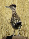 Greater Roadrunner