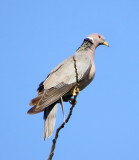 Pigeons, Doves, Cuckoos, Roadrunner and Anis