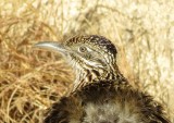 Greater Roadrunner