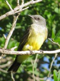 Cassins Kingbird