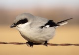 Loggerhead Shrike