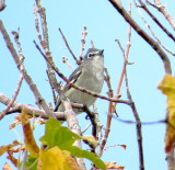 Plumbeous Vireo