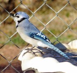 Blue Jay