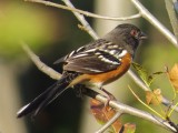 Spotted Towhee