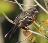 Spotted Towhee