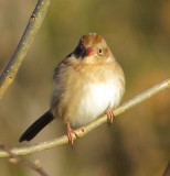 Field Sparrow